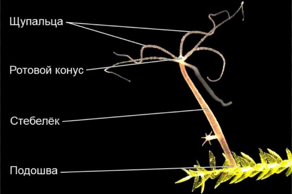 Настоящая ссылка на кракен