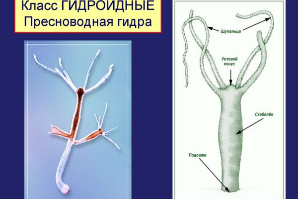 Как вернуть аккаунт на кракене